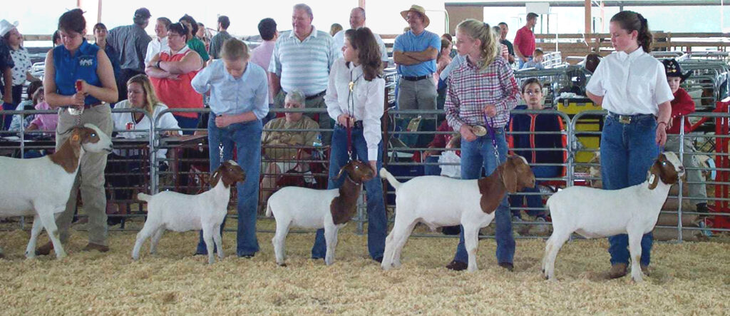 4-H Goat Show