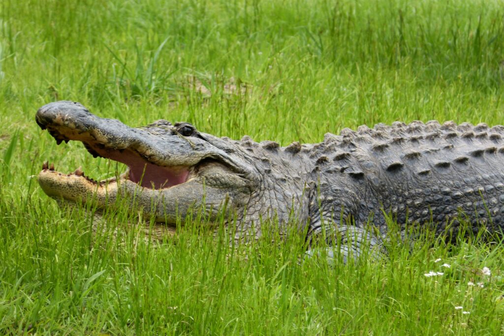 American Alligator