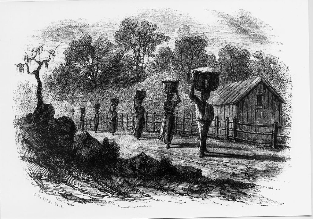 Carrying Cotton to the Gin