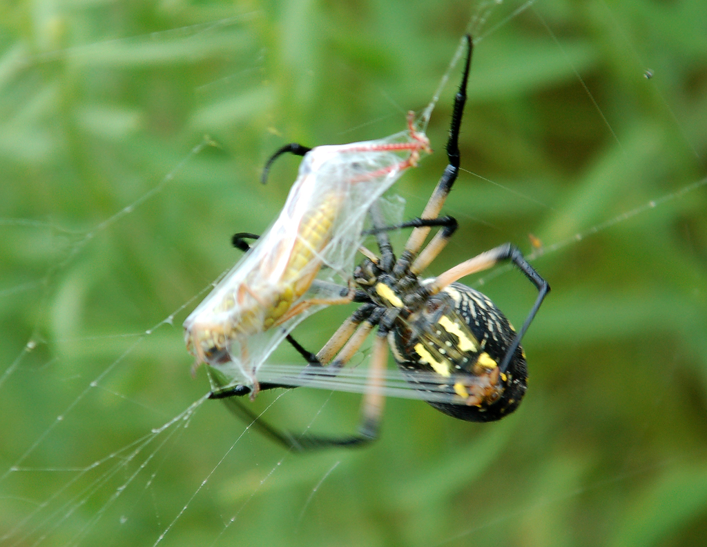 Golden Garden Spider