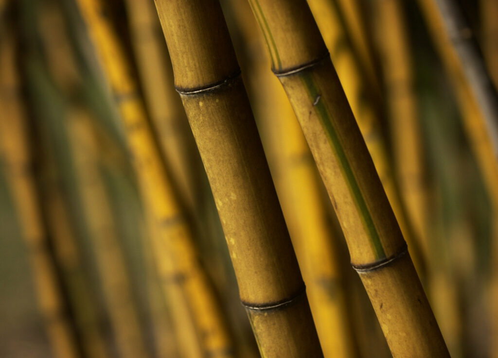 Bamboo