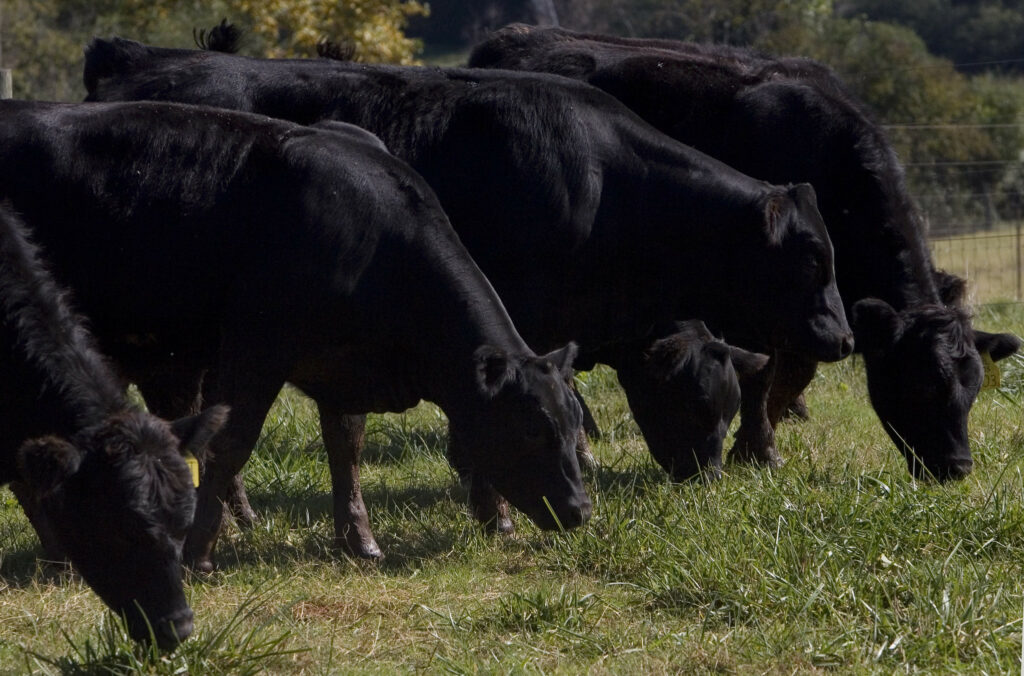 Beef Cows