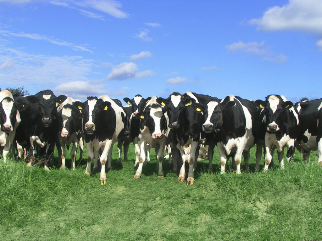 Dairy Cows