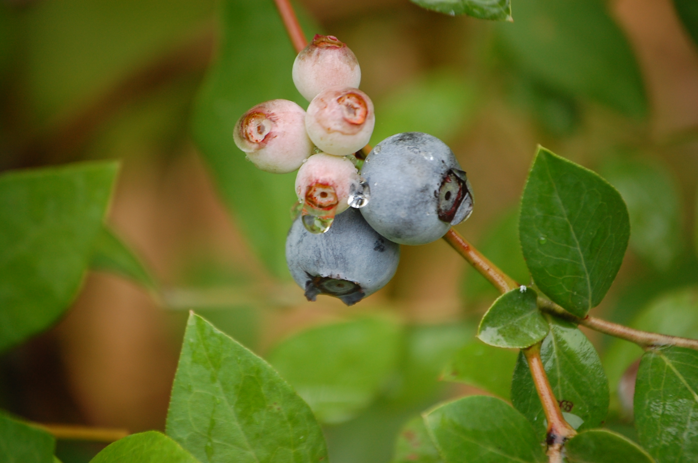 Blueberries and Strawberries New Encyclopedia