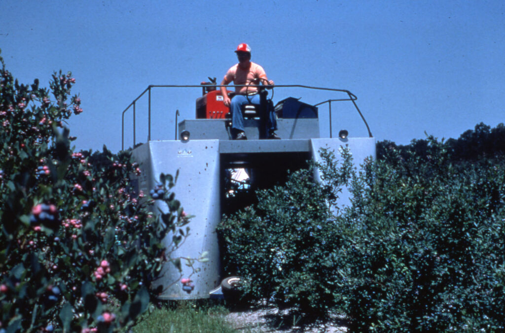 Blueberry Harvest