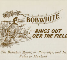 The Bobwhite Quail