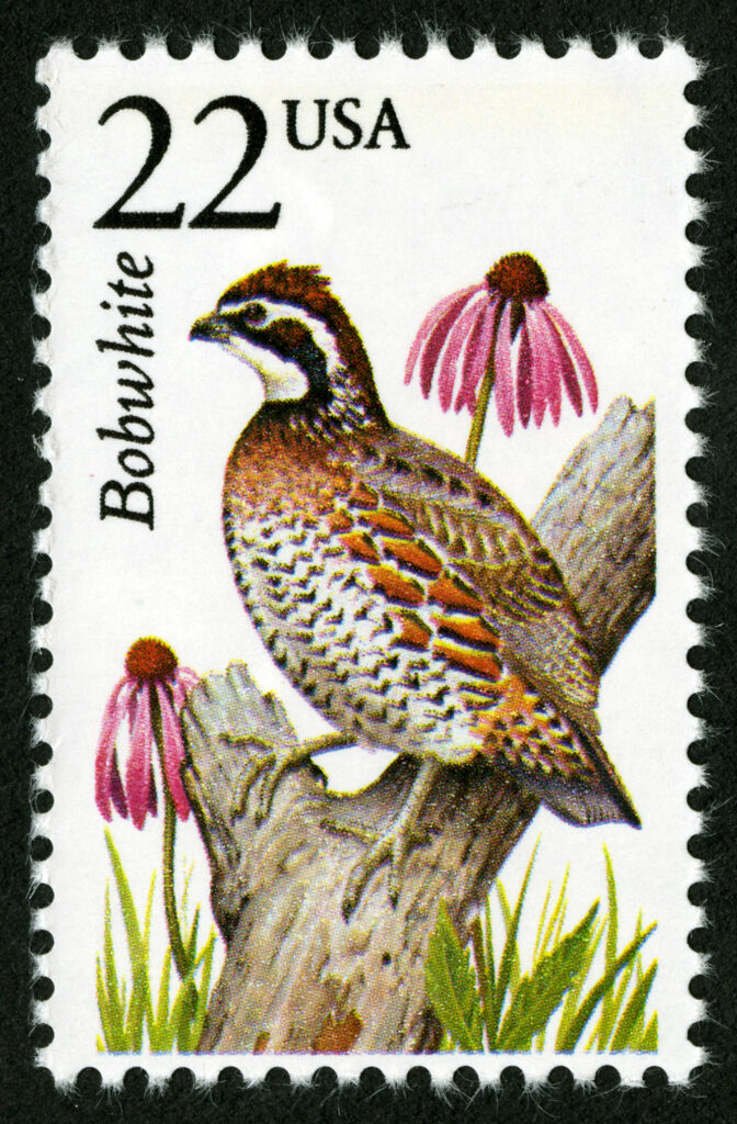 Bobwhite Quail