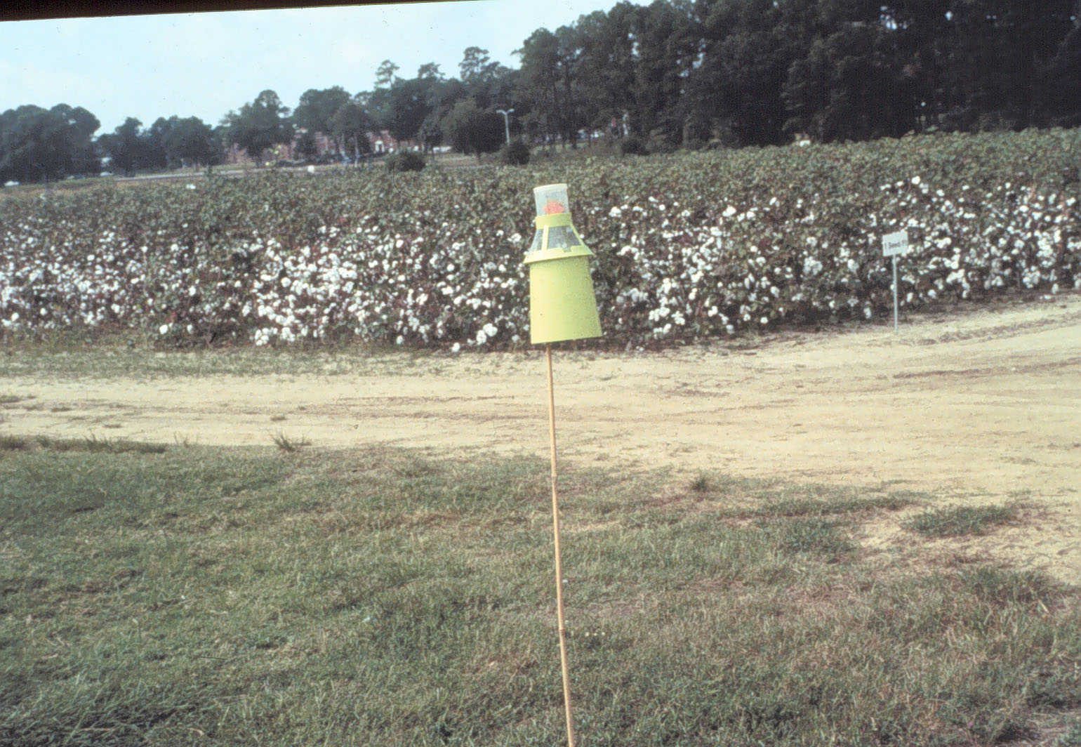 Boll Weevil Trap