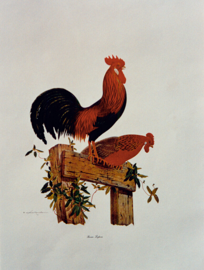 Brown Leghorn