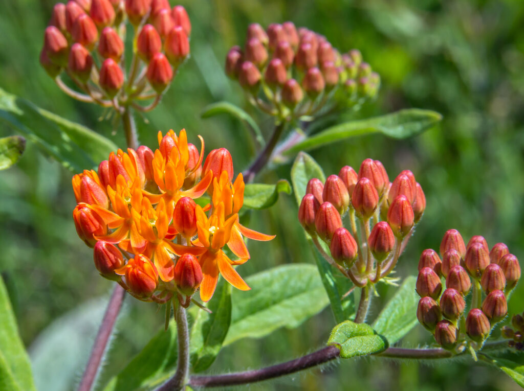 Butterfly Weed