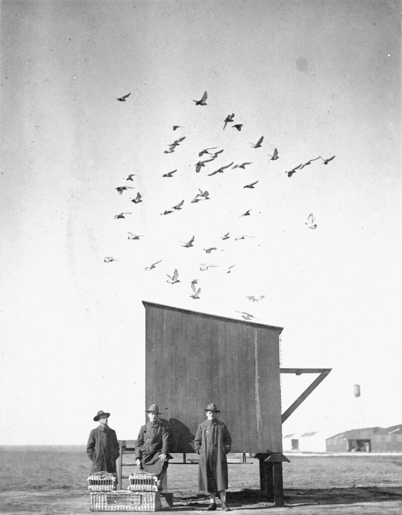 Carrier Pigeons