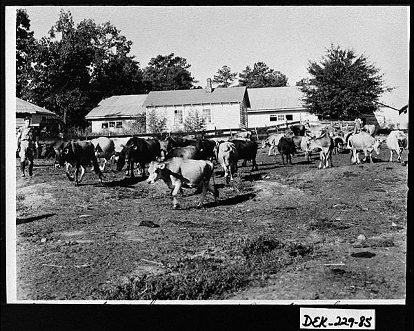 Cedar Grove Dairy