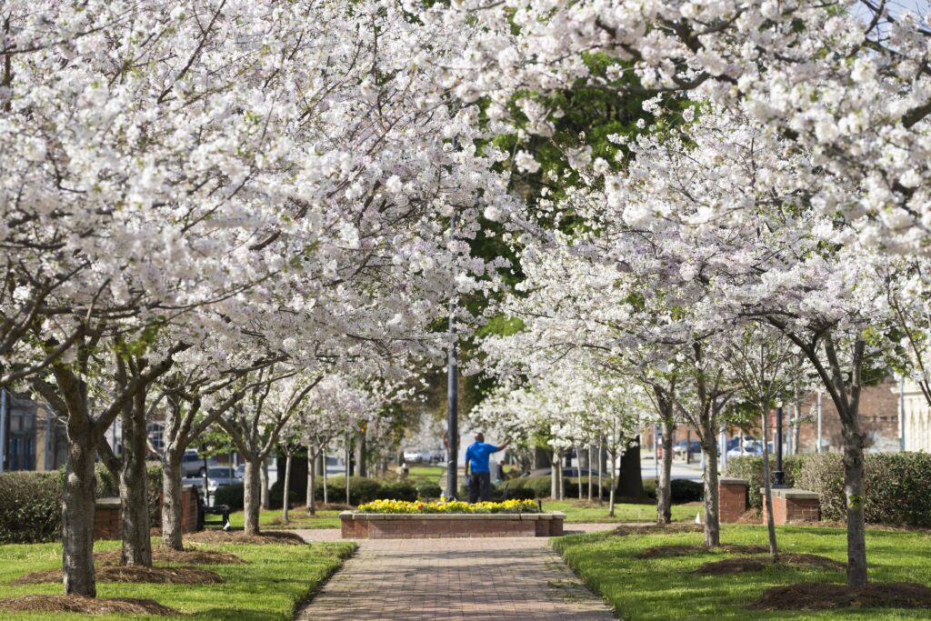 Cherry Blossom Festival