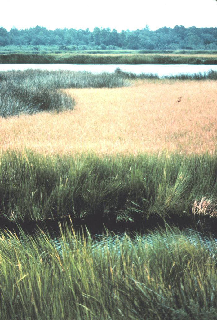 Cordgrass and Needlerush