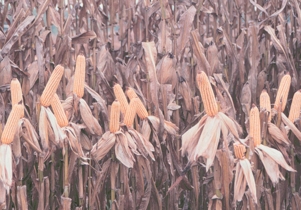 Corn