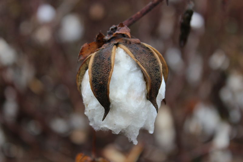 Cotton Boll