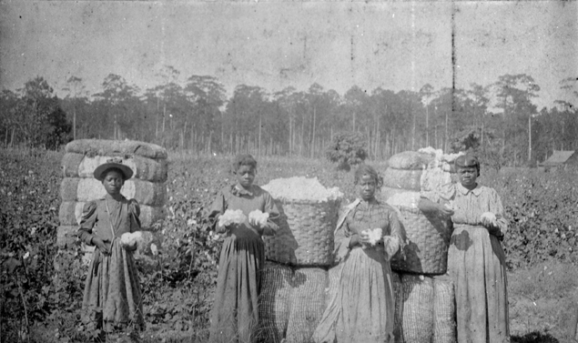 Women in Cotton Field