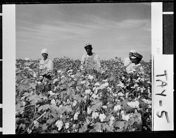 Cotton Harvest