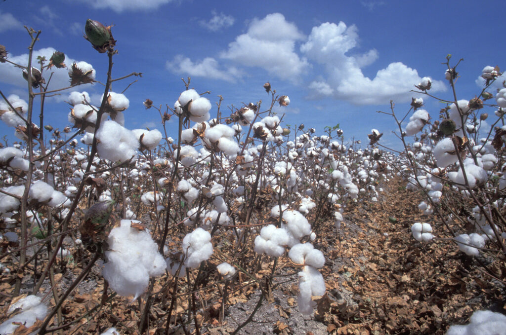 Cotton Plants
