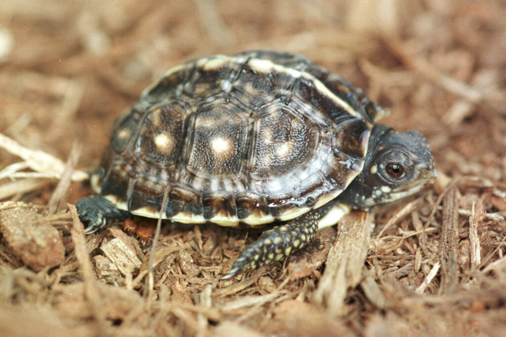 Eastern Box Turtle Hatchlings