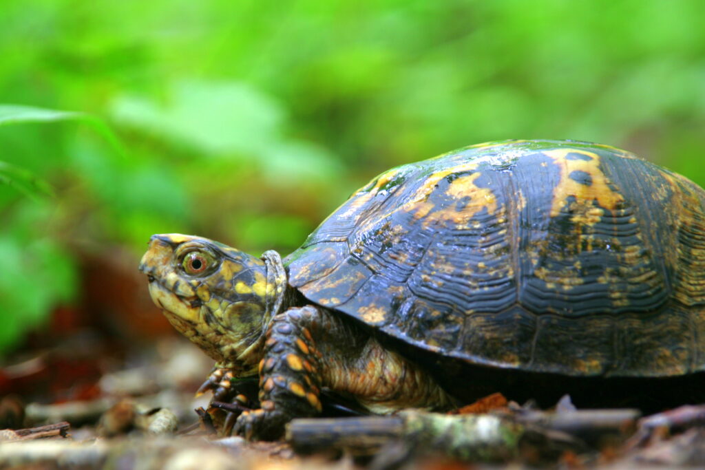 Eastern Box Turtle