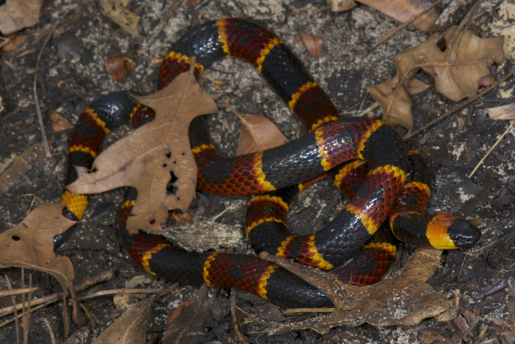 Eastern Coral Snake