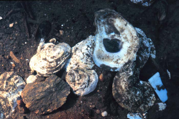 Eastern Oyster
