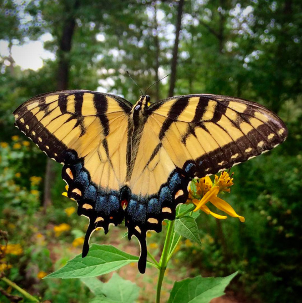 Eastern Tiger Swallowtail