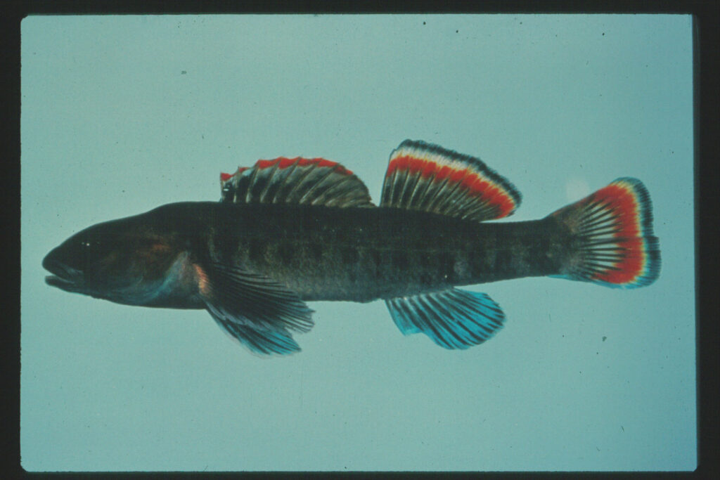 Etowah Darter