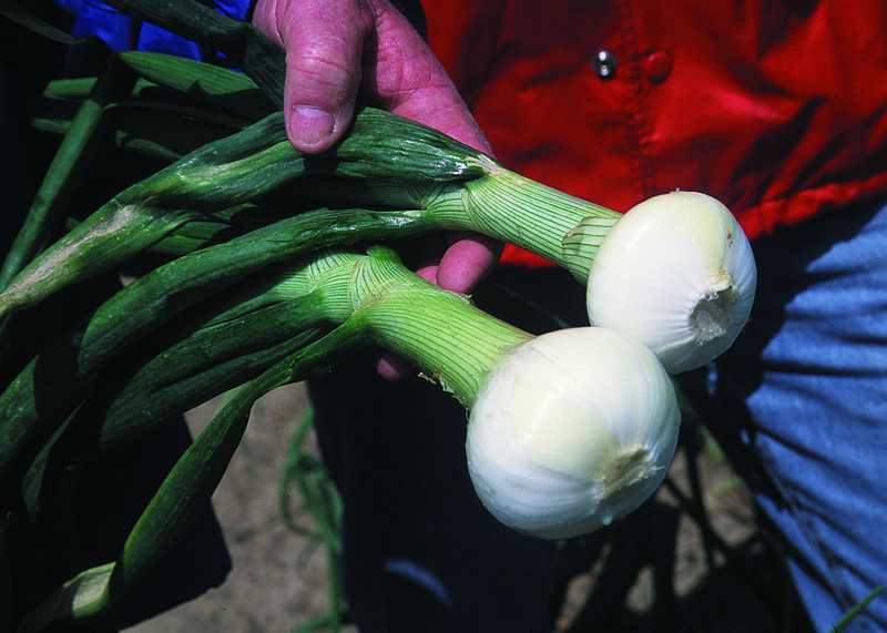 Vidalia Onions