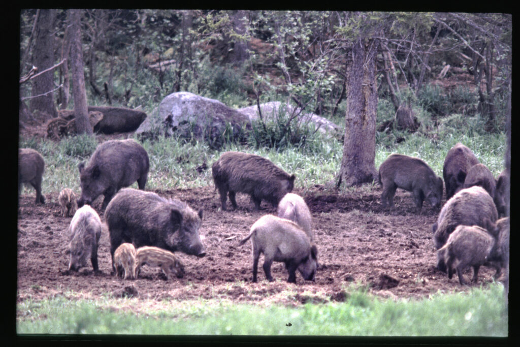Feral Hogs