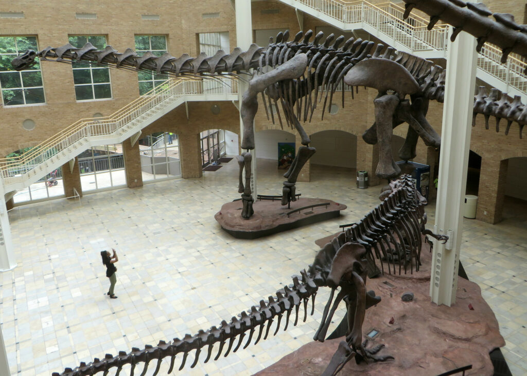 Dinosaur Exhibition