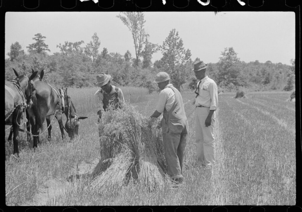 Oat Harvesting