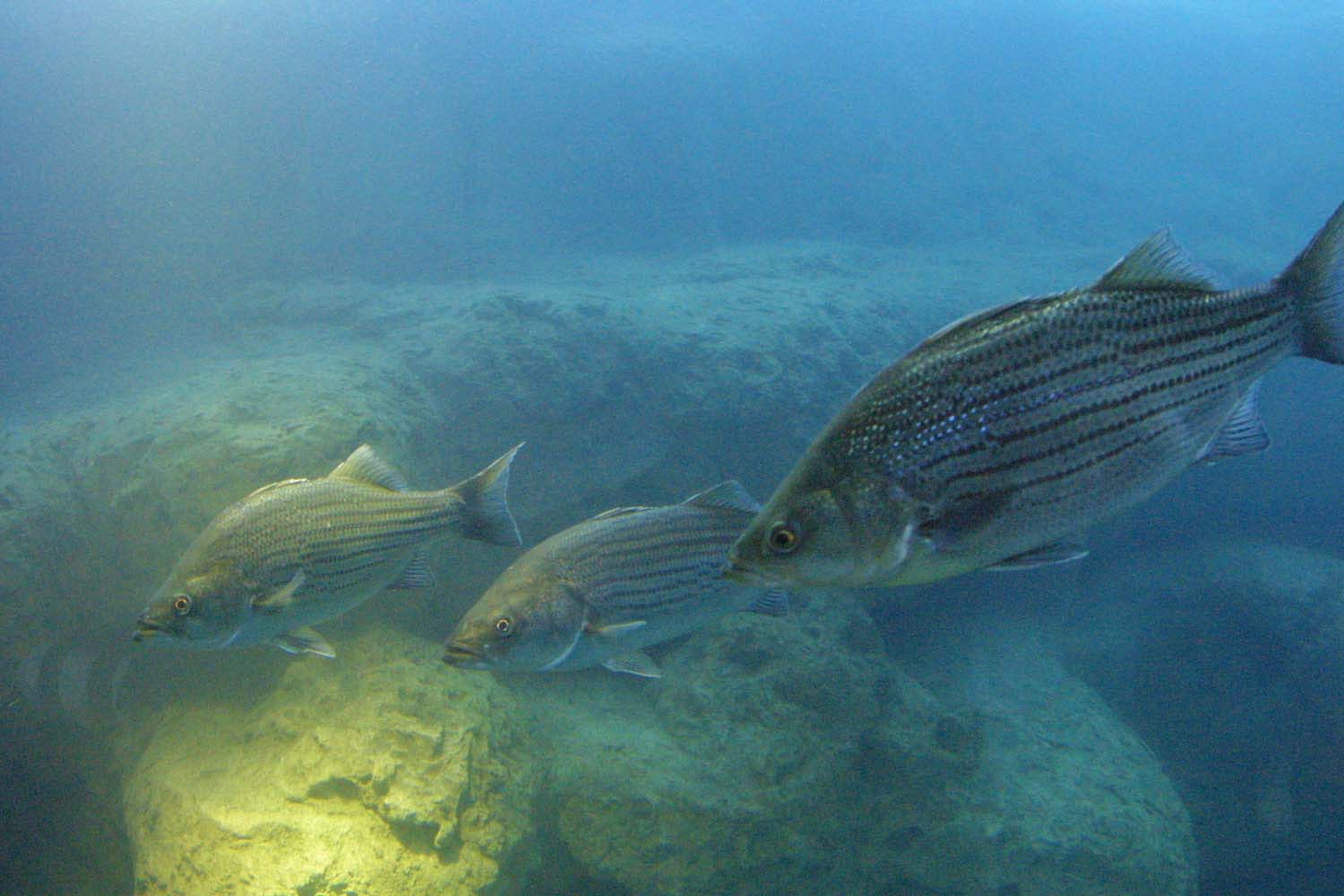 Flint RiverQuarium Blue Hole