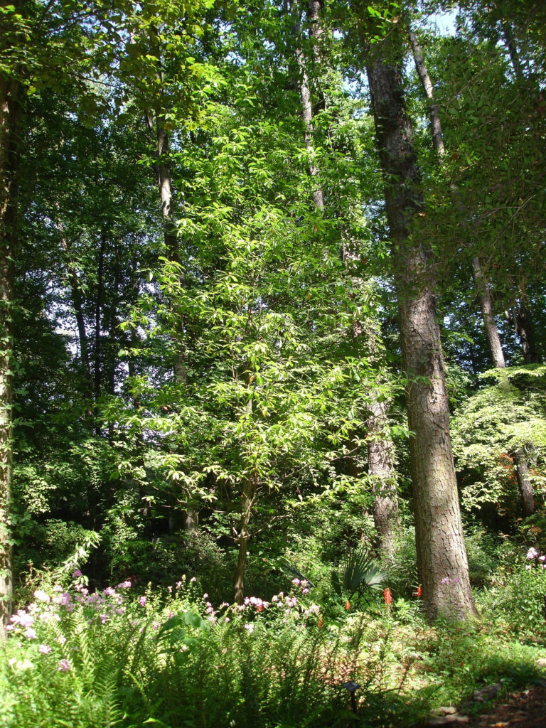Franklin Tree
