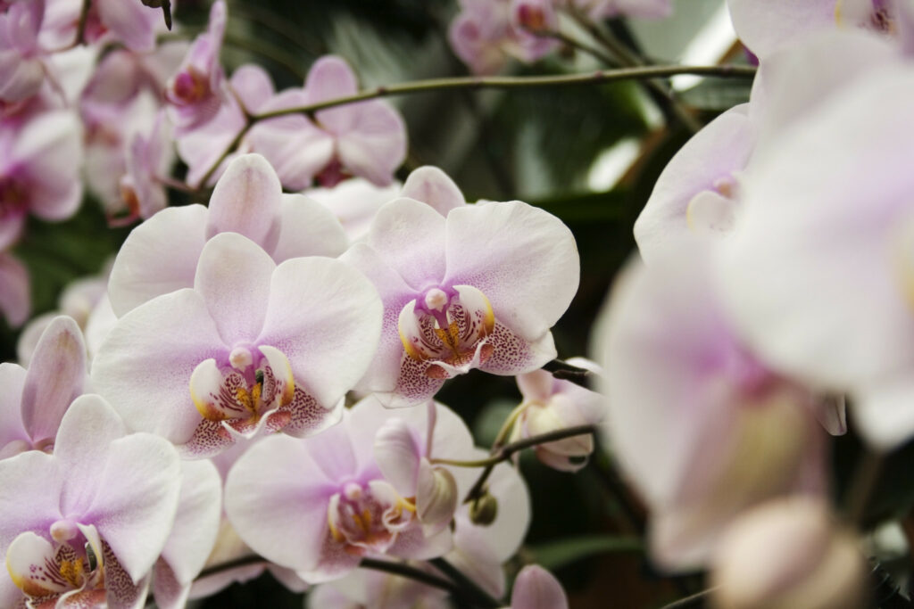 Fuqua Orchid Center