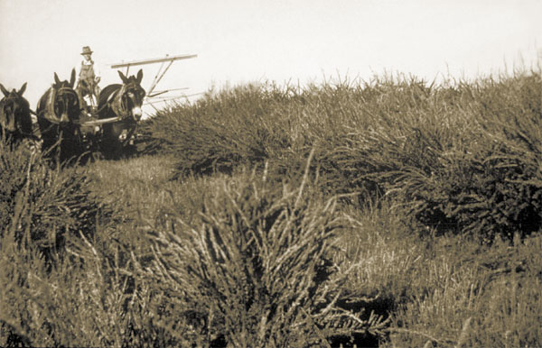 Georgia Experiment Station