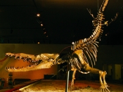 Georgia Southern Museum Display