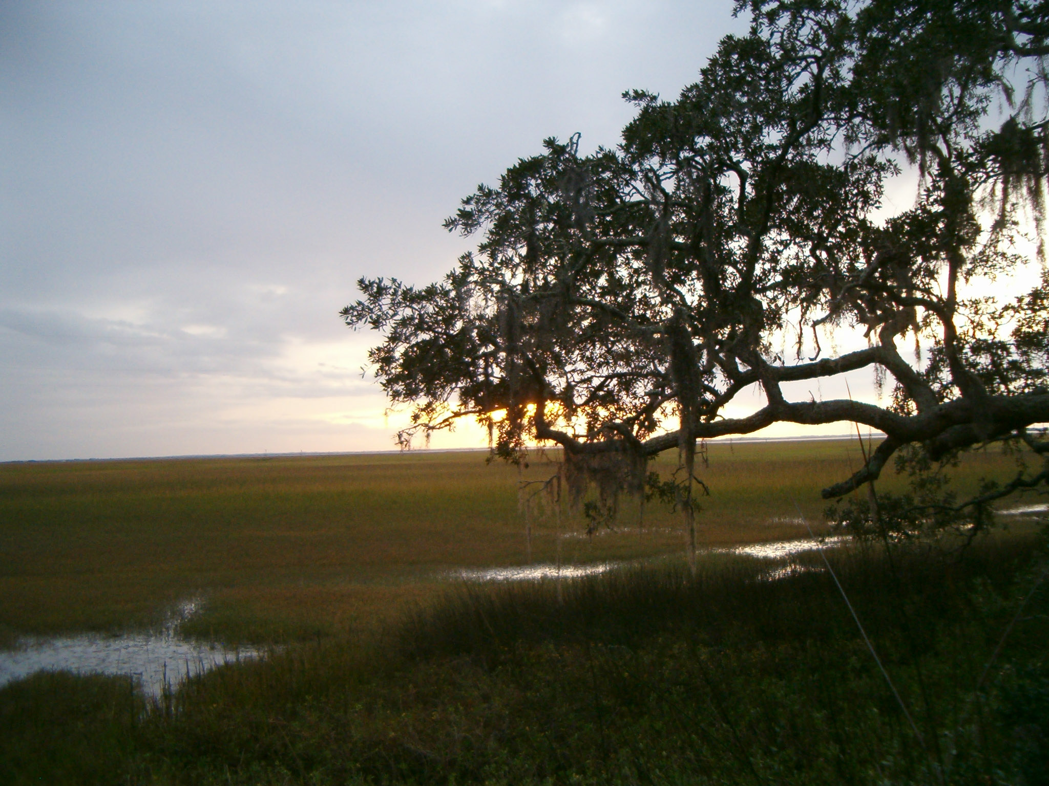 Tidal Marshes New Encyclopedia