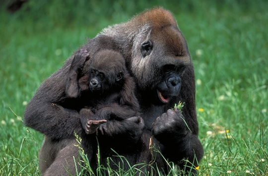 Gorillas