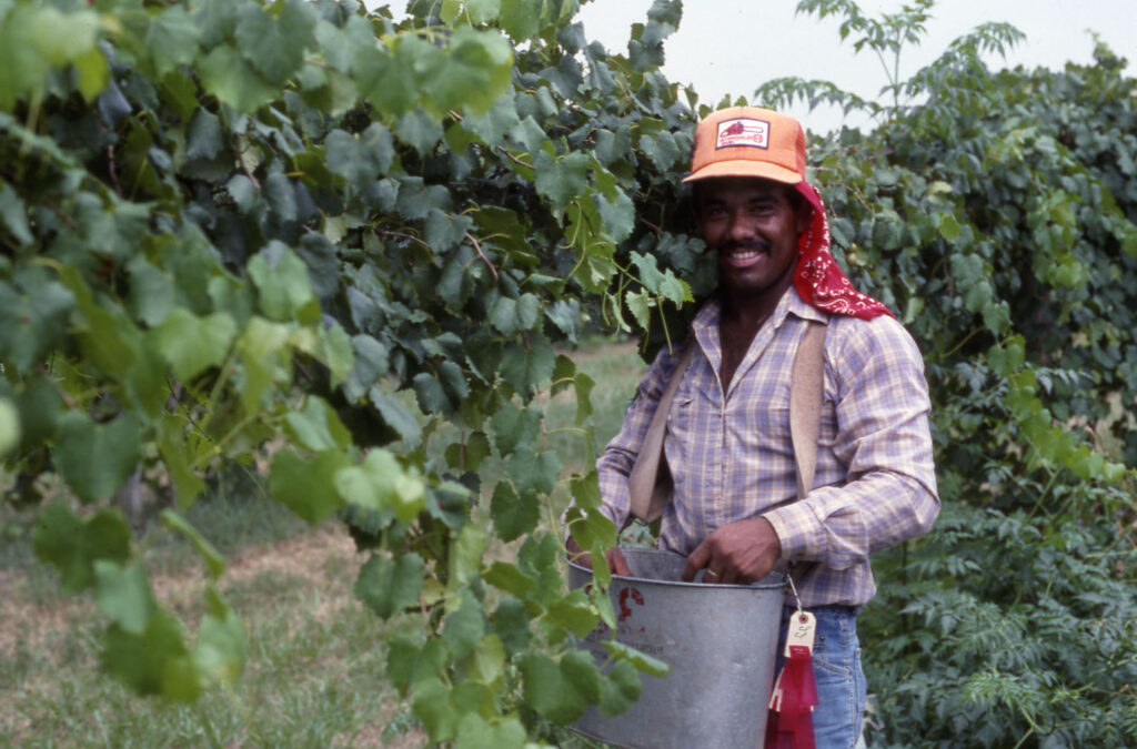 Grape Harvest