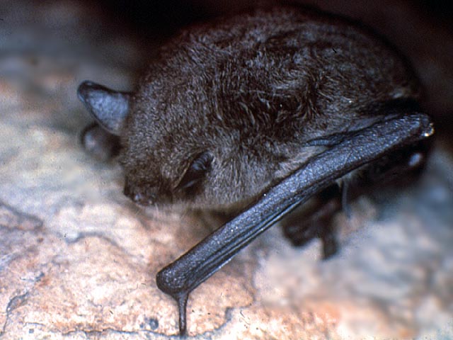 Gray Bat