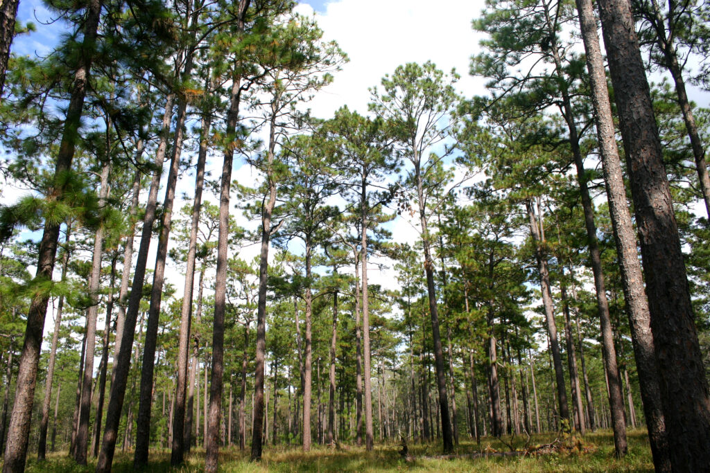 Longleaf Pines