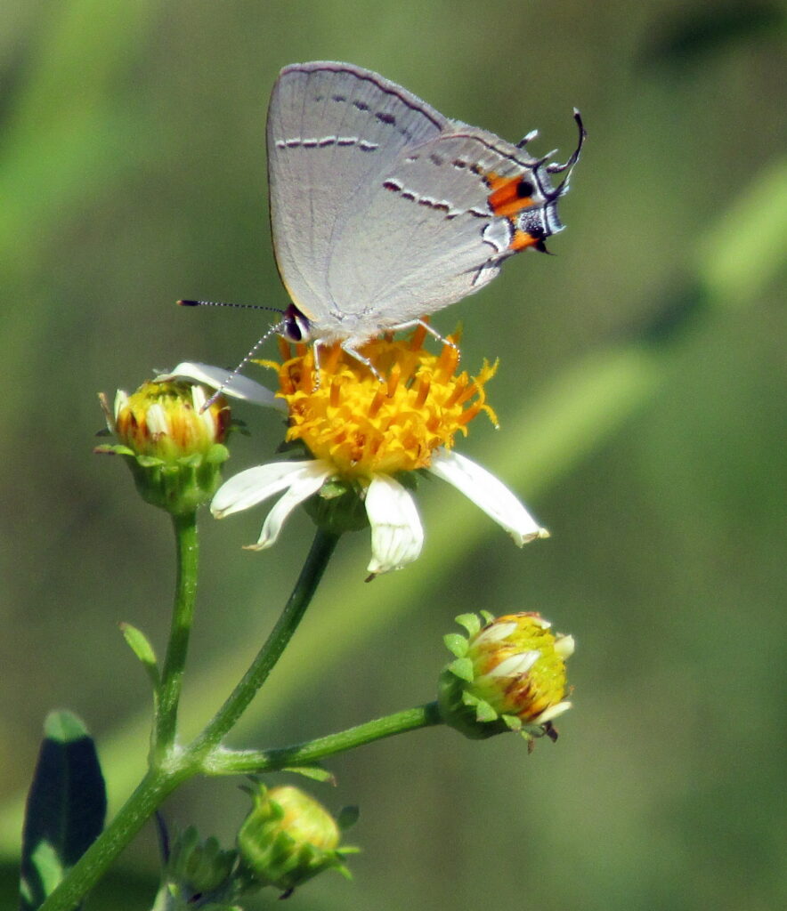 Grey Hairstreak