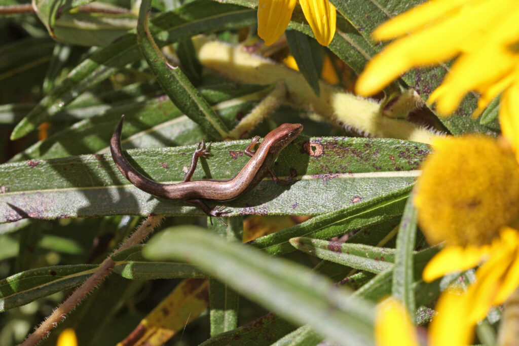 Ground Skink
