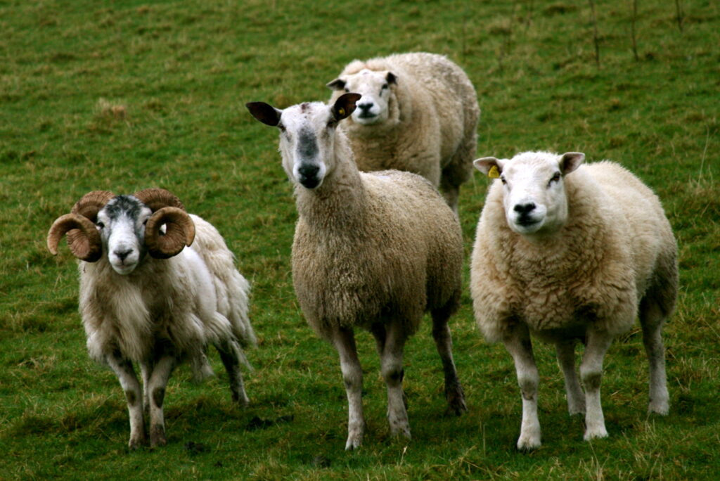 Sheep