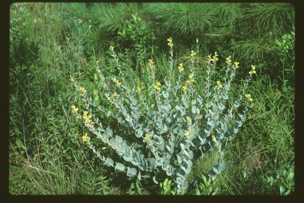 Hairy Rattleweed