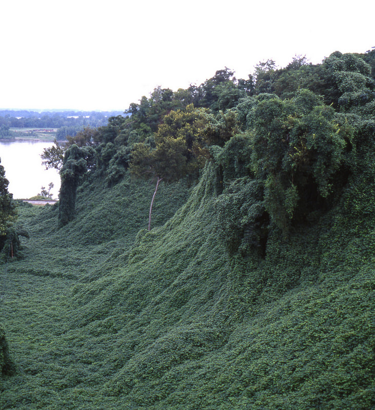 Kudzu