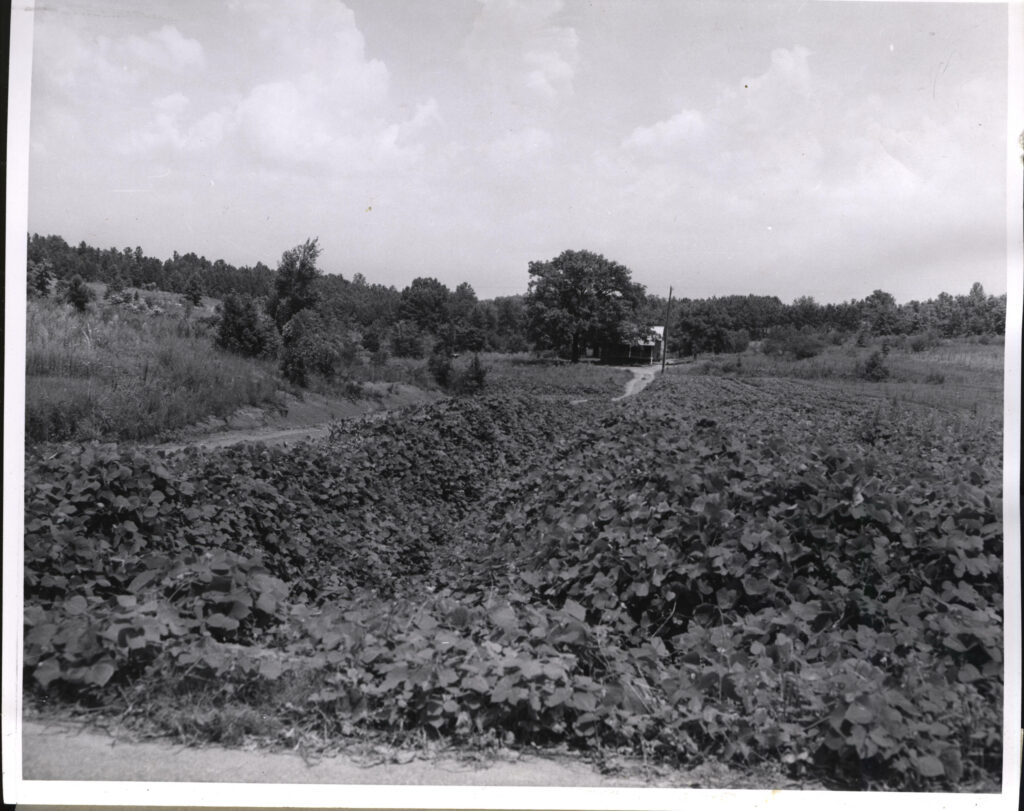 Kudzu, 1956