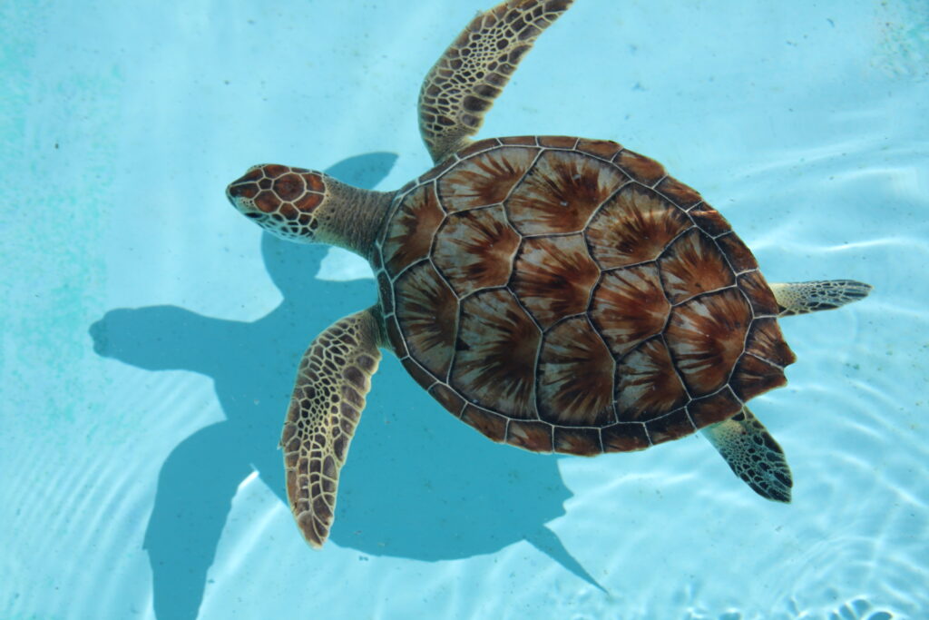 Loggerhead Sea Turtle